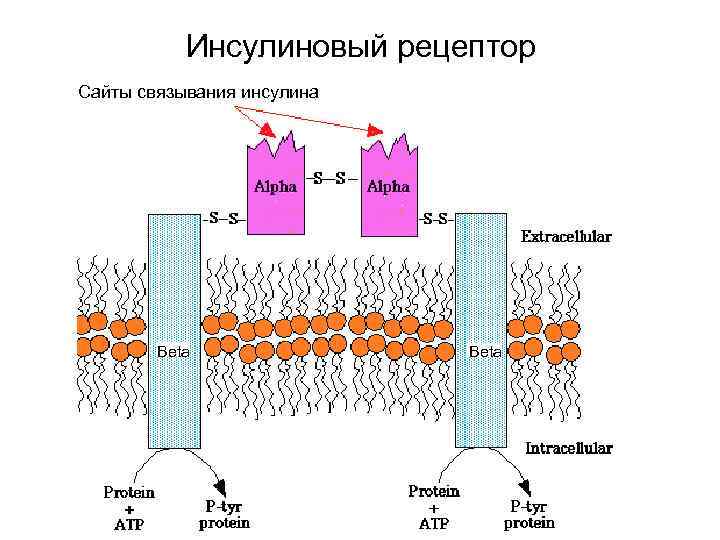  Инсулиновый рецептор Сайты связывания инсулина Beta 