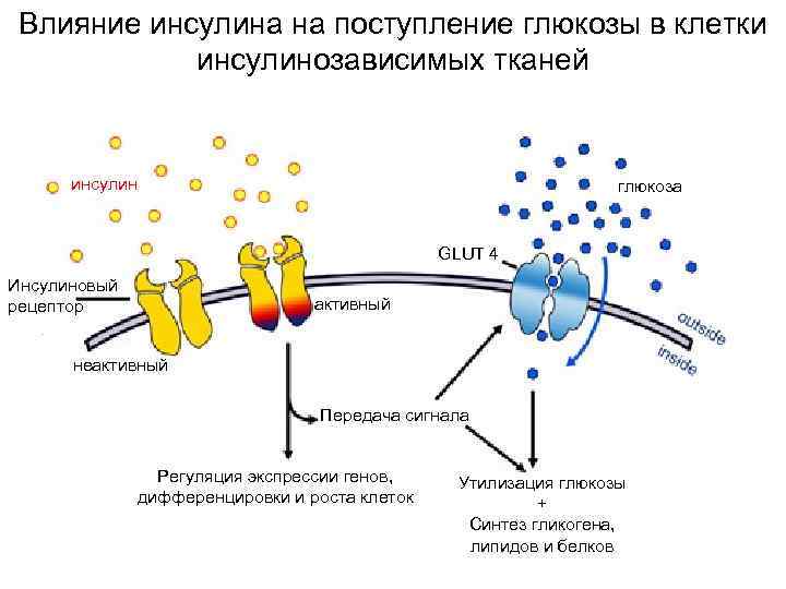  Влияние инсулина на поступление глюкозы в клетки инсулинозависимых тканей инсулин глюкоза GLUT 4