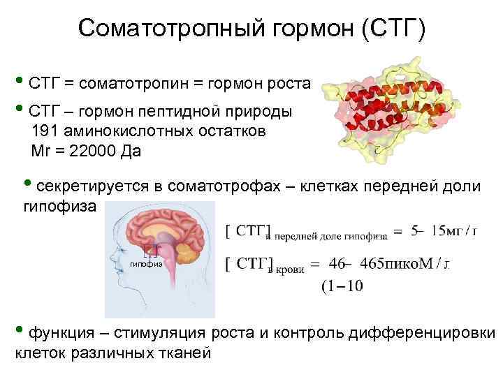  Соматотропный гормон (СТГ) • СТГ = соматотропин = гормон роста • СТГ –