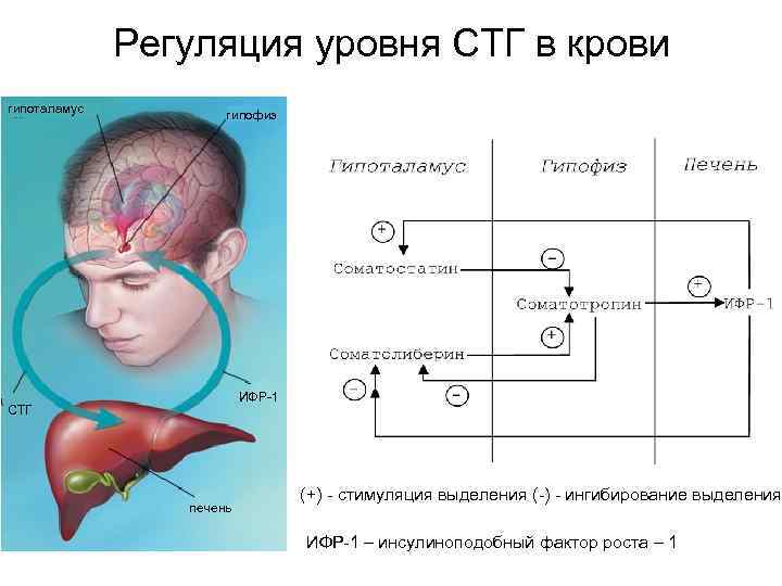  Регуляция уровня СТГ в крови гипоталамус гипофиз ИФР-1 СТГ (+) - стимуляция выделения