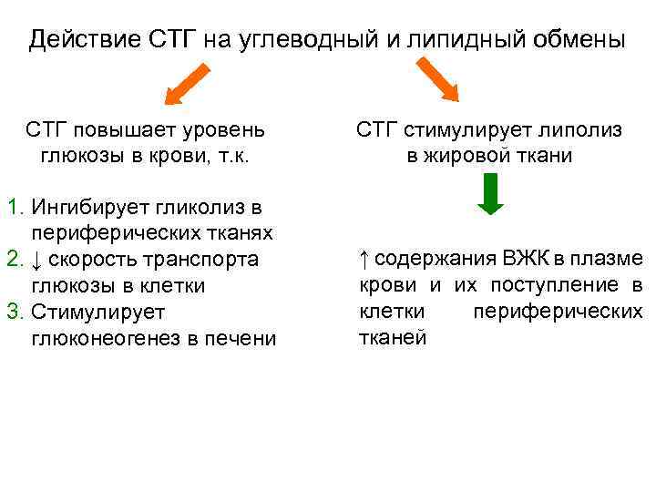  Действие СТГ на углеводный и липидный обмены СТГ повышает уровень СТГ стимулирует липолиз