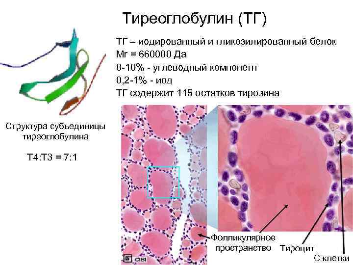  Тиреоглобулин (ТГ) ТГ – иодированный и гликозилированный белок Mr = 660000 Да 8