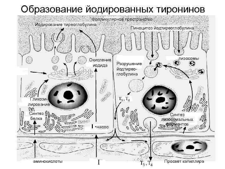 Образование йодированных тиронинов Фолликулярное пространство Иодирование тиреоглобулина Пиноцитоз йодтиреоглобулина Окисление лизосомы иодида Разрушение йодтирео-