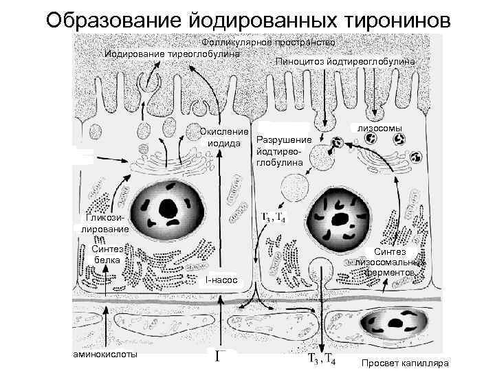 Образование йодированных тиронинов Фолликулярное пространство Иодирование тиреоглобулина Пиноцитоз йодтиреоглобулина Окисление лизосомы иодида Разрушение йодтирео-