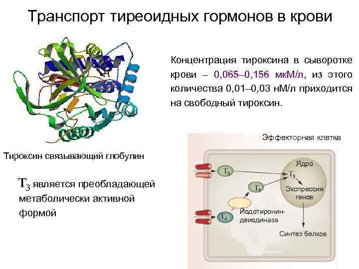  Транспорт тиреоидных гормонов в крови Концентрация тироксина в сыворотке крови – 0, 065–