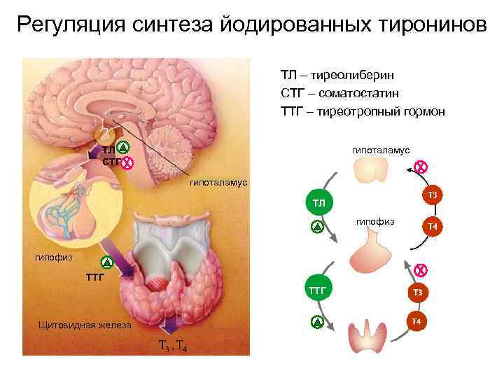 Регуляция синтеза йодированных тиронинов ТЛ – тиреолиберин СТГ – соматостатин ТТГ – тиреотропный гормон