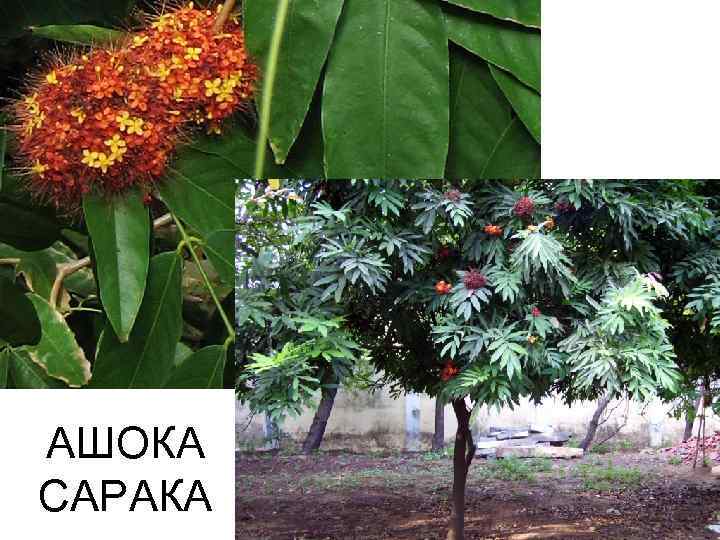 АШОКА САРАКА 