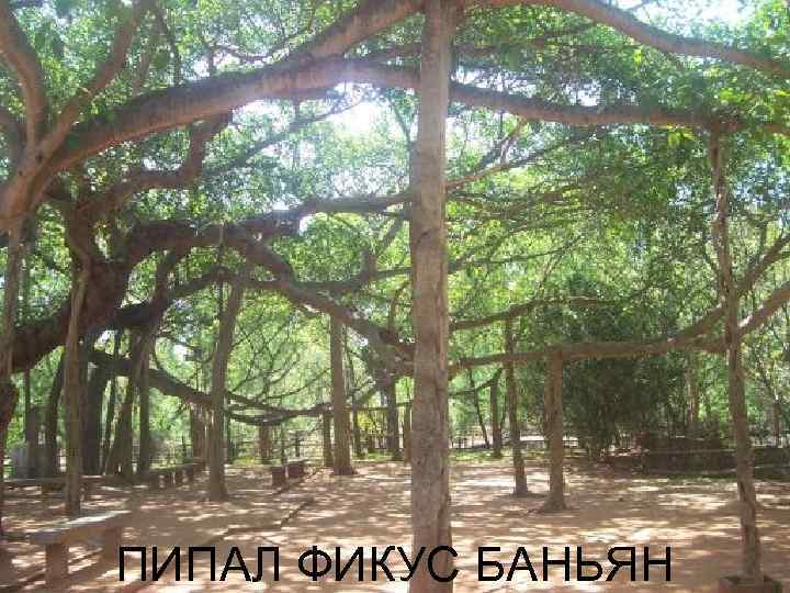 ПИПАЛ ФИКУС БАНЬЯН 