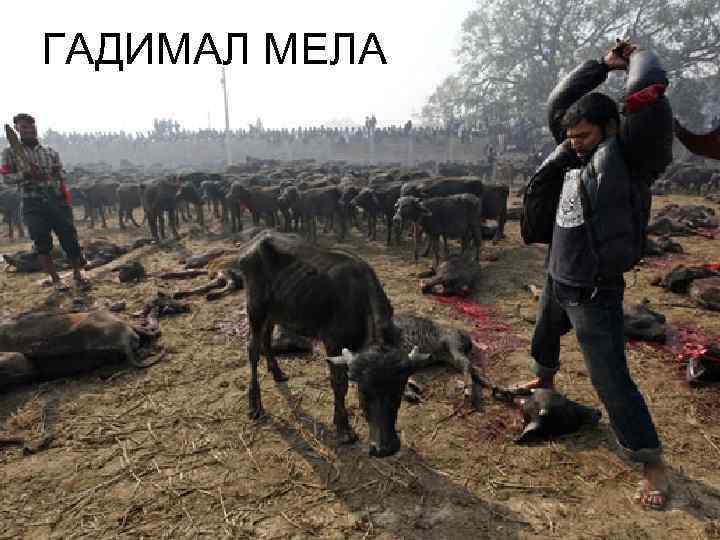 ГАДИМАЛ МЕЛА 