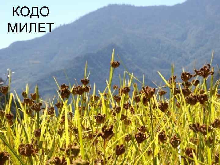 КОДО МИЛЕТ 
