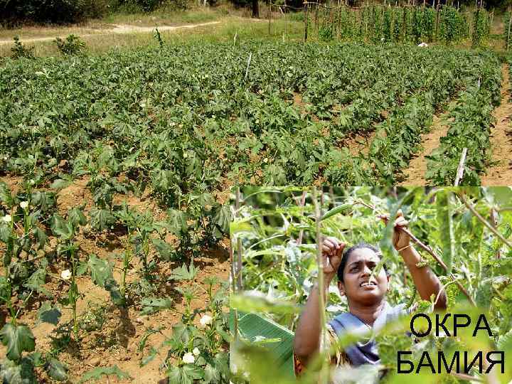 ОКРА БАМИЯ 