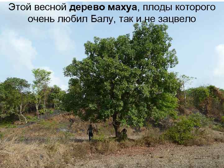 Этой весной дерево махуа, плоды которого очень любил Балу, так и не зацвело 