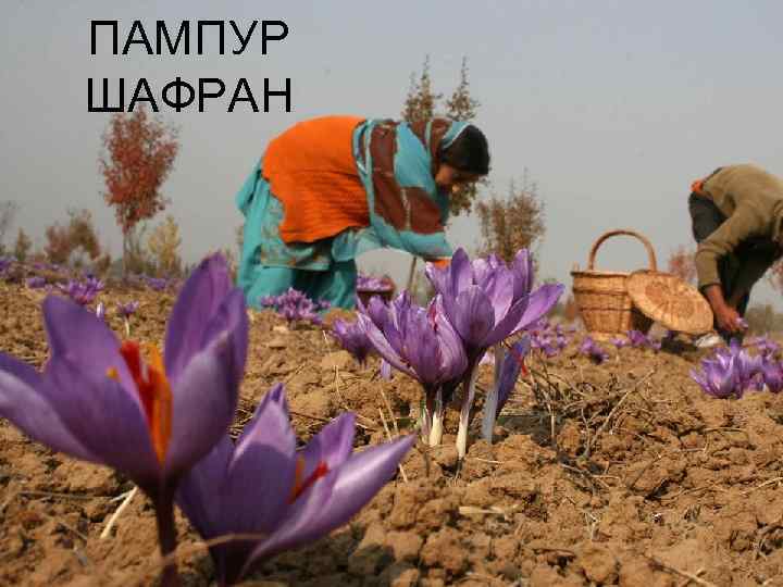 ПАМПУР ШАФРАН 