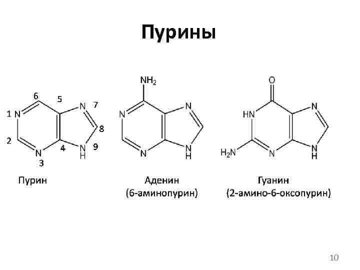 Структура пурина