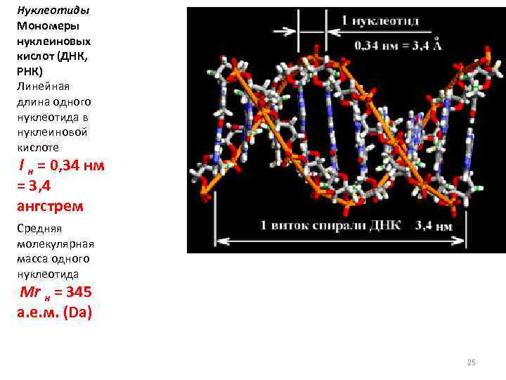 Длина 1 нуклеотида. Молекулярная масса нуклеиновых кислот. Линейная РНК. Средняя молекулярная масса нуклеотида. Масса нуклеотида ДНК.