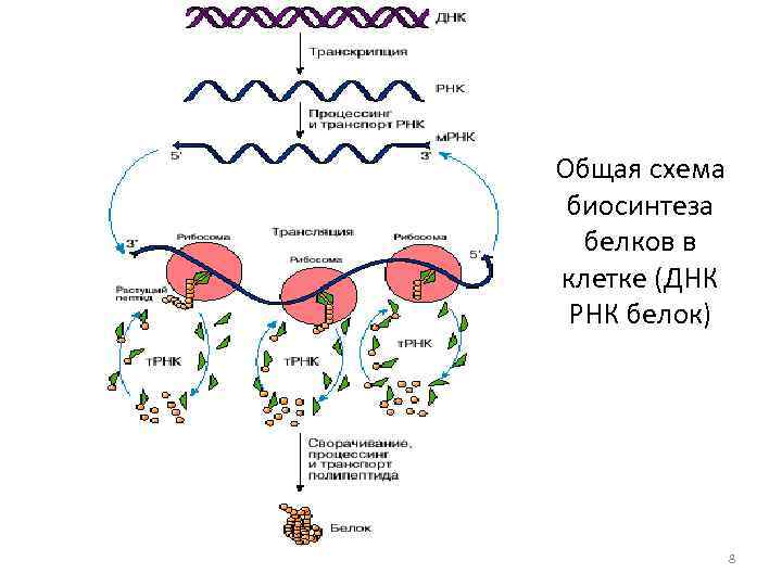 Белковая рнк. Белок схема синтеза белка. Схема биосинтеза белка РНК ДНК белок. Синтез белка ДНК МРНК. РНК белок схема.
