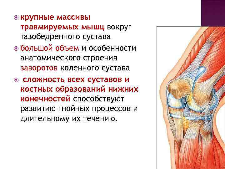  крупные массивы травмируемых мышц вокруг тазобедренного сустава большой объем и особенности анатомического строения