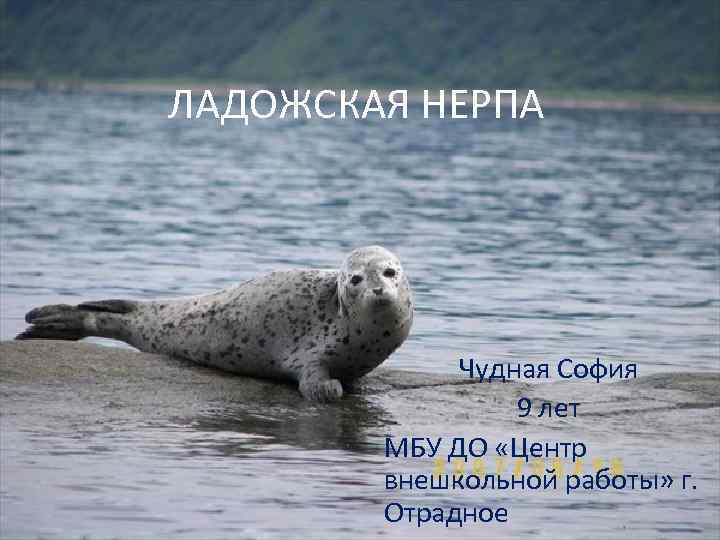 ЛАДОЖСКАЯ НЕРПА Чудная София 9 лет МБУ ДО «Центр внешкольной работы» г. Отрадное 