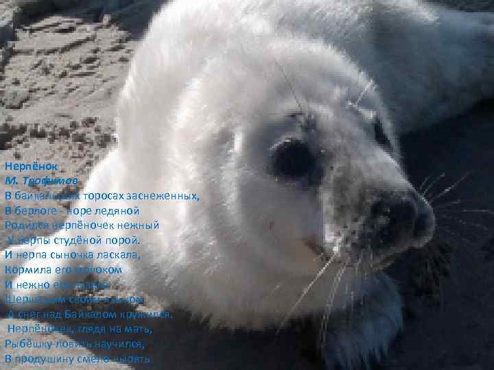 Нерпёнок М. Трофимов В байкальских торосах заснеженных, В берлоге - норе ледяной Родился нерпёночек
