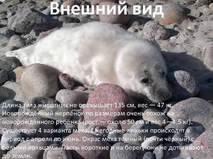 Внешний вид Длина тела животных не превышает 135 см, вес — 47 кг. Новорождённый