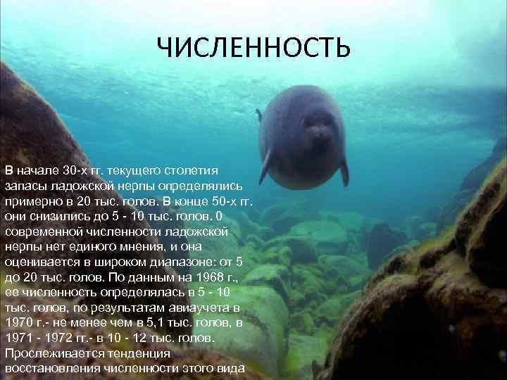 ЧИСЛЕННОСТЬ В начале 30 -х гг. текущего столетия запасы ладожской нерпы определялись примерно в