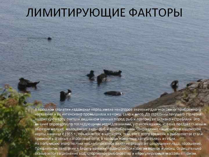 ЛИМИТИРУЮЩИЕ ФАКТОРЫ В прошлом столетии ладожская нерпа имела некоторое значение для экономики прибрежного населения