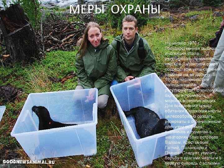 МЕРЫ ОХРАНЫ Начиная с 1970 г. , Государственная рыбная инспекция стала регулировать промысел нерпы