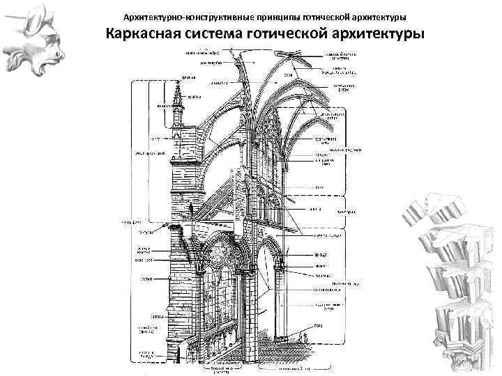 Схема контрфорсов анатомия