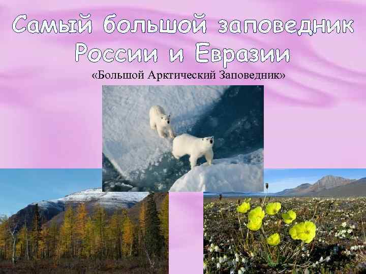 Природные заповедники евразии. Самый большой заповедник в России. Большой Арктический заповедник России. Самый ольшой заповедник в Росси. Заповедники Евразии.