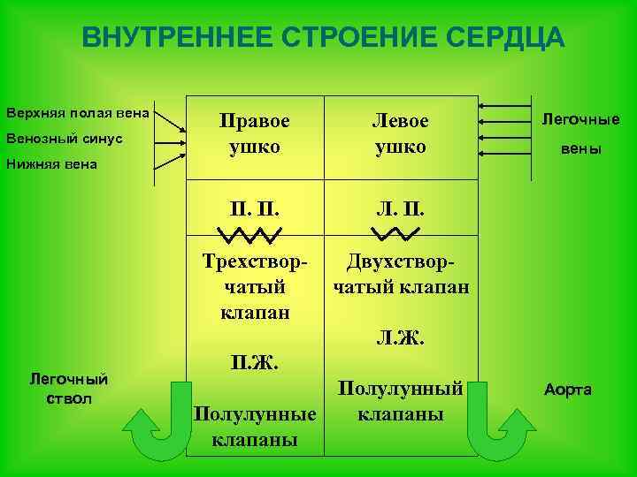 ВНУТРЕННЕЕ СТРОЕНИЕ СЕРДЦА Верхняя полая вена Л. П. Трехстворчатый клапан Нижняя вена Левое ушко