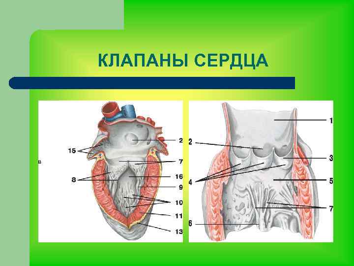 КЛАПАНЫ СЕРДЦА 
