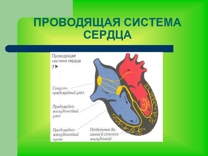 ПРОВОДЯЩАЯ СИСТЕМА СЕРДЦА 