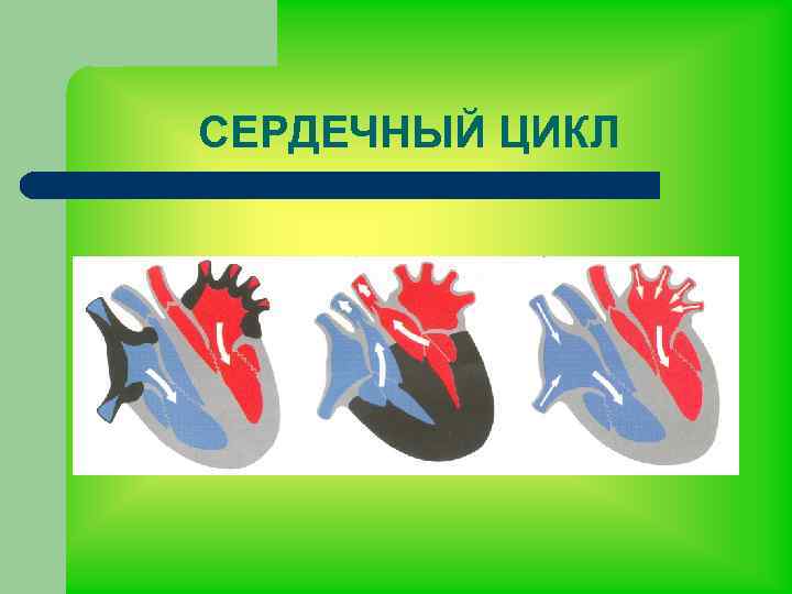 СЕРДЕЧНЫЙ ЦИКЛ 