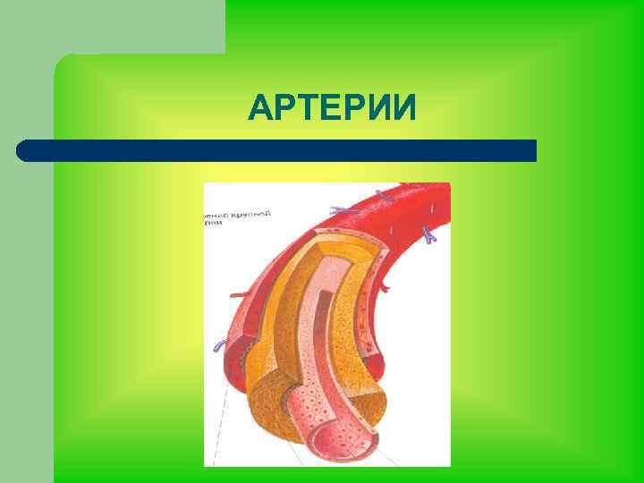 АРТЕРИИ 