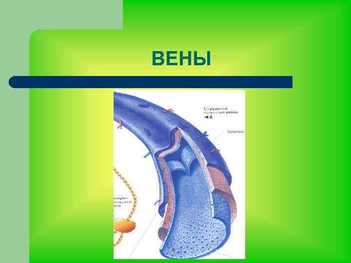 ВЕНЫ 