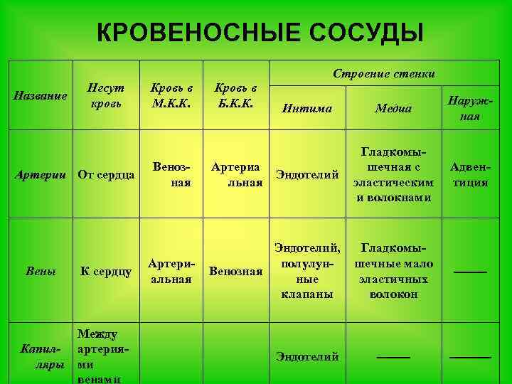 КРОВЕНОСНЫЕ СОСУДЫ Строение стенки Название Несут кровь Артерии От сердца Вены К сердцу Между