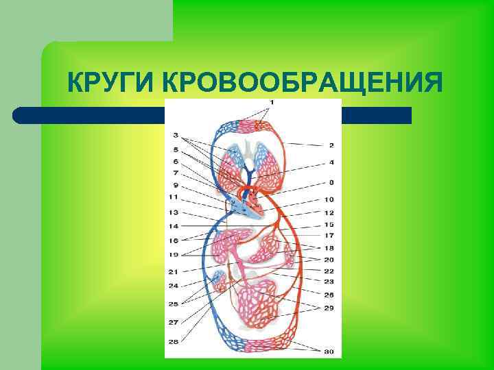 КРУГИ КРОВООБРАЩЕНИЯ 