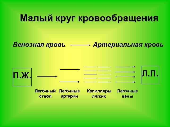Малый круг кровообращения Венозная кровь Артериальная кровь Л. П. Ж. Легочный Легочные ствол артерии