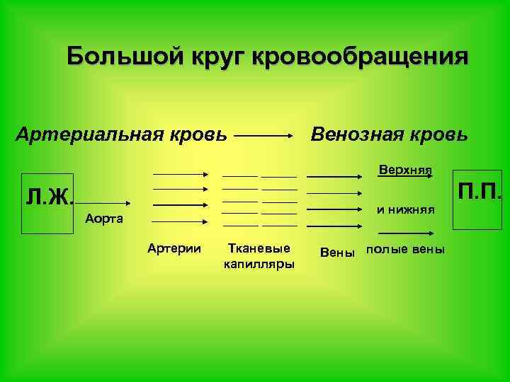 Большой круг кровообращения Артериальная кровь Венозная кровь Верхняя Л. Ж. и нижняя Аорта Артерии