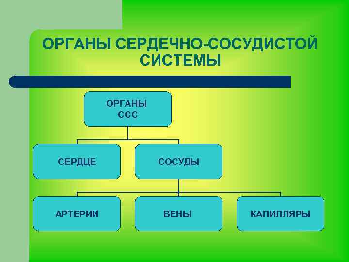 ОРГАНЫ СЕРДЕЧНО-СОСУДИСТОЙ СИСТЕМЫ ОРГАНЫ ССС СЕРДЦЕ СОСУДЫ АРТЕРИИ ВЕНЫ КАПИЛЛЯРЫ 
