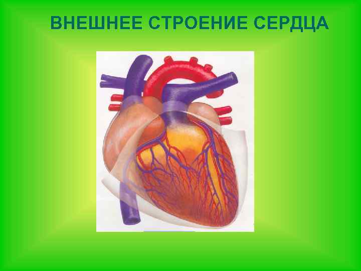 ВНЕШНЕЕ СТРОЕНИЕ СЕРДЦА 