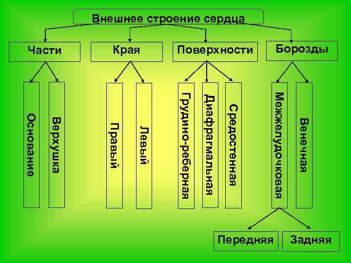 Внешнее строение сердца Грудино-реберная Межжелудочковая Диафрагмальная Левый Правый Верхушка Основание Задняя Передняя Венечная Борозды