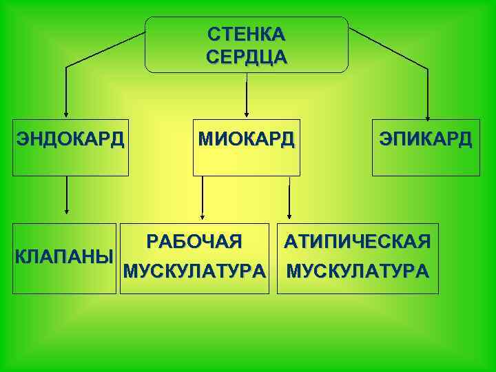 СТЕНКА СЕРДЦА ЭНДОКАРД МИОКАРД ЭПИКАРД РАБОЧАЯ АТИПИЧЕСКАЯ КЛАПАНЫ МУСКУЛАТУРА 