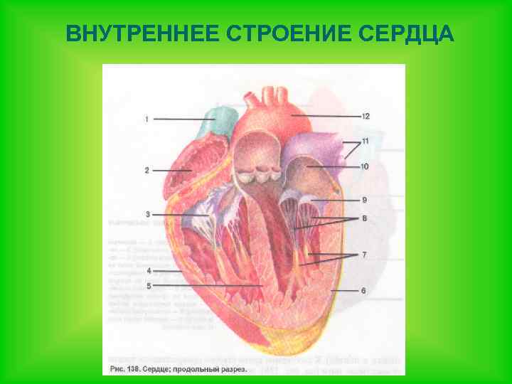 Биология строение сердца. Строение сердца. Строение сердца человека. Внутреннее строение сердца атлас. Внутреннее окрашивание строение сердца.