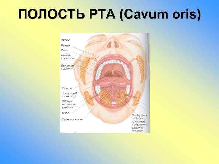 ПОЛОСТЬ РТА (Cavum oris) 