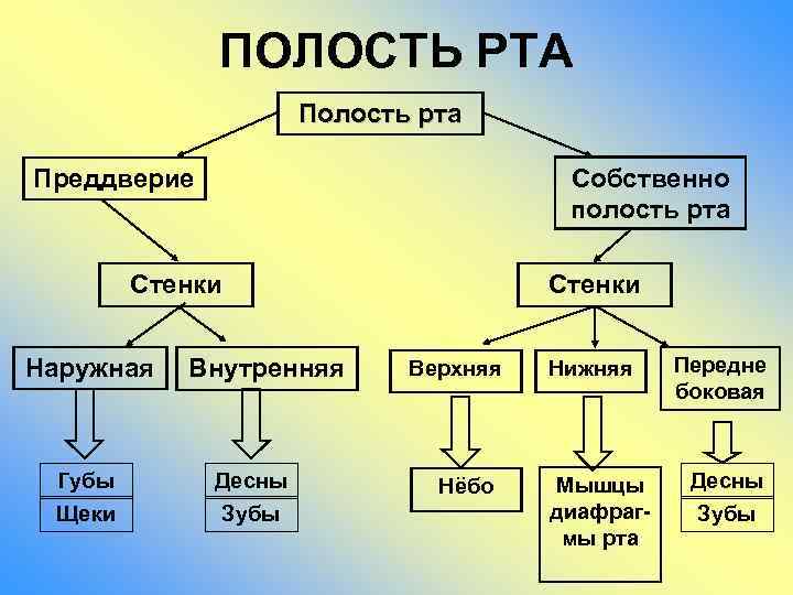 ПОЛОСТЬ РТА Полость рта Преддверие Собственно полость рта Стенки Наружная Губы Щеки Внутренняя Десны
