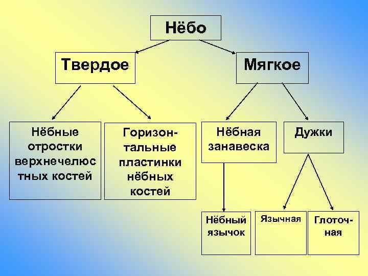 Нёбо Твердое Нёбные отростки верхнечелюс тных костей Горизонтальные пластинки нёбных костей Мягкое Нёбная занавеска