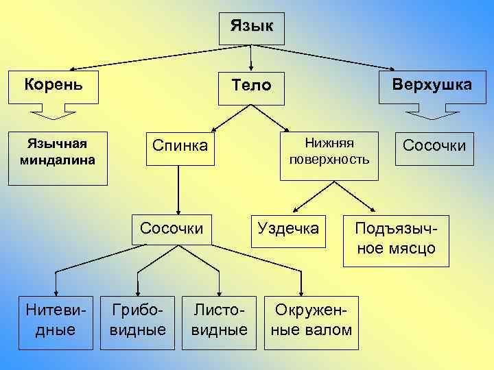 Язык Корень Язычная миндалина Спинка Сосочки Нитевидные Верхушка Тело Грибовидные Листовидные Нижняя поверхность Уздечка