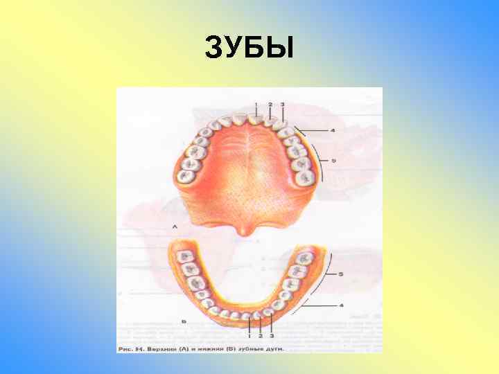 ЗУБЫ 