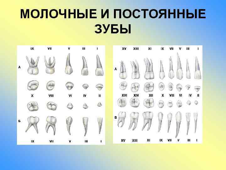 Чем отличается молочный зуб от коренного фотографии